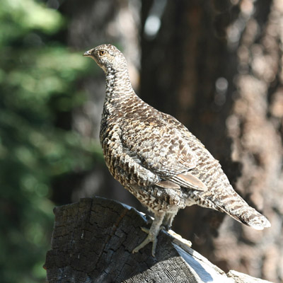 Blue Grouse